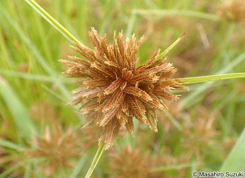 イガガヤツリ Cyperus polystachyos