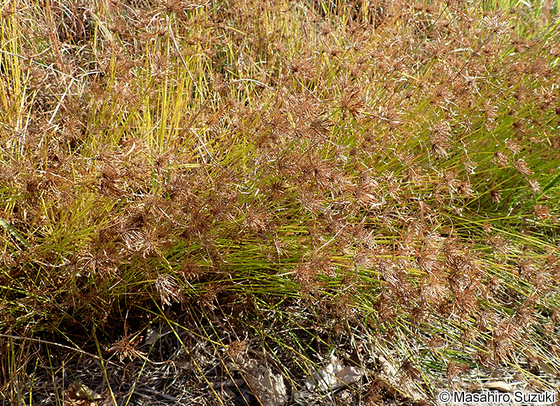 イガガヤツリ Cyperus polystachyos
