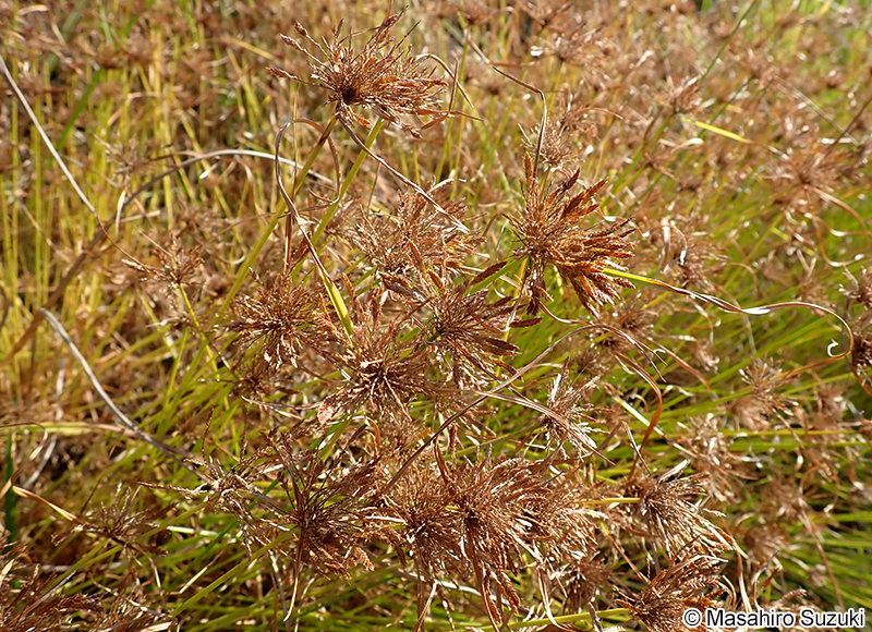 イガガヤツリ Cyperus polystachyos