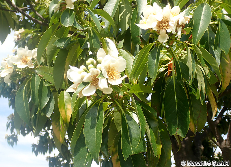 イジュ Schima wallichii subsp. noronhae