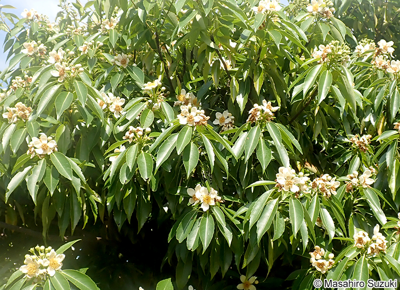 イジュ Schima wallichii subsp. noronhae