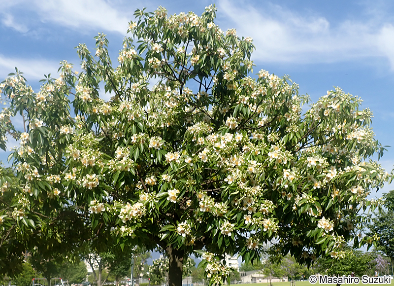 イジュ Schima wallichii subsp. noronhae
