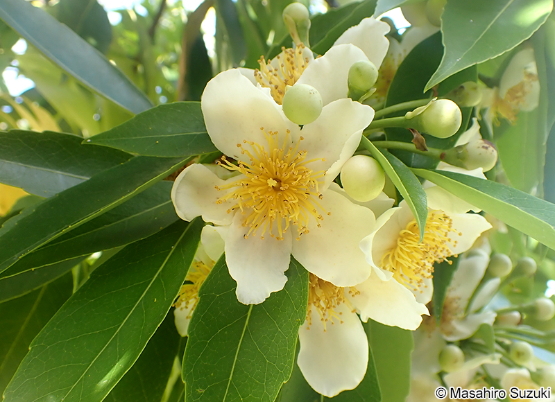 イジュ Schima wallichii subsp. noronhae