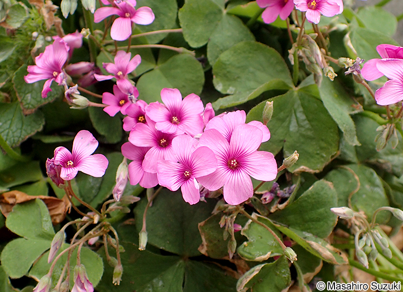 イモカタバミ Oxalis articulata