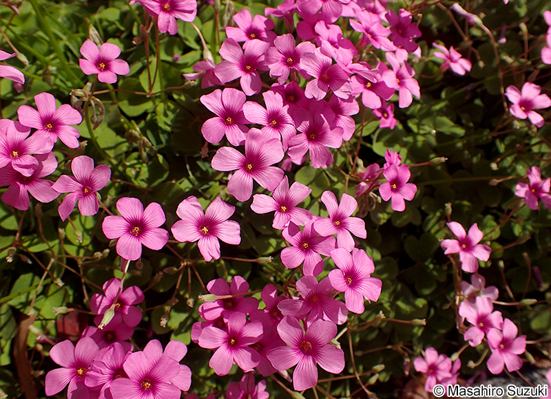 イモカタバミ Oxalis articulata