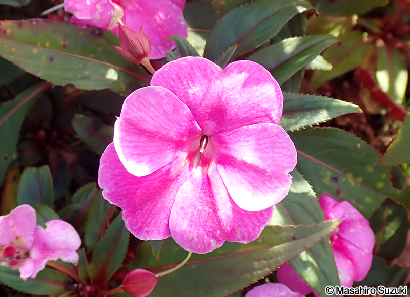 アフリカホウセンカ（インパチェンス） Impatiens walleriana