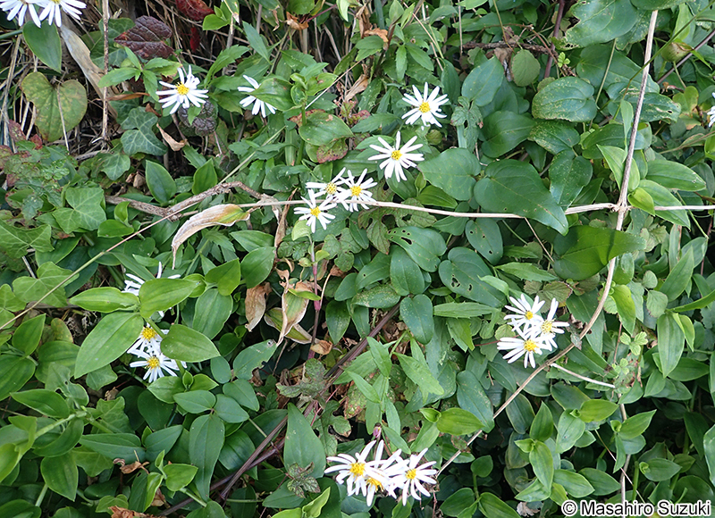 イナカギク（ヤマシロギク） Aster semiamplexicaulis