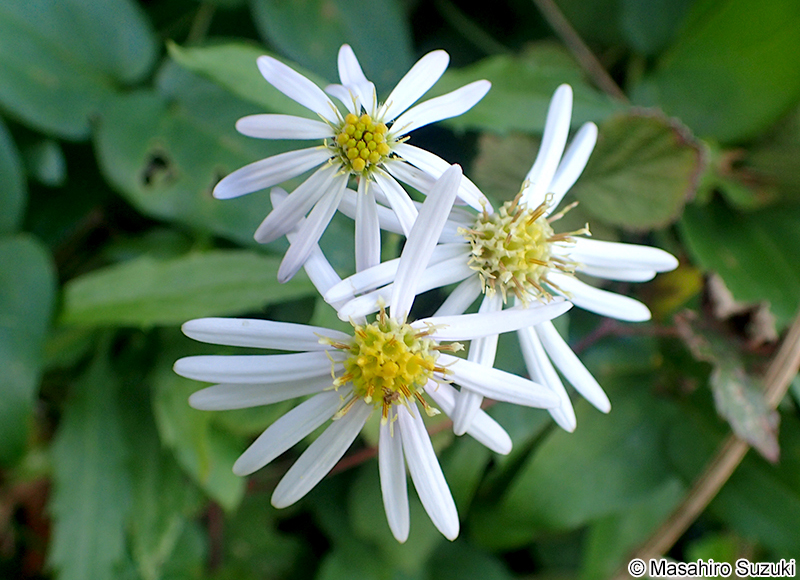 イナカギク（ヤマシロギク） Aster semiamplexicaulis