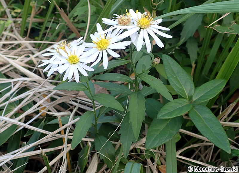 イナカギク（ヤマシロギク） Aster semiamplexicaulis