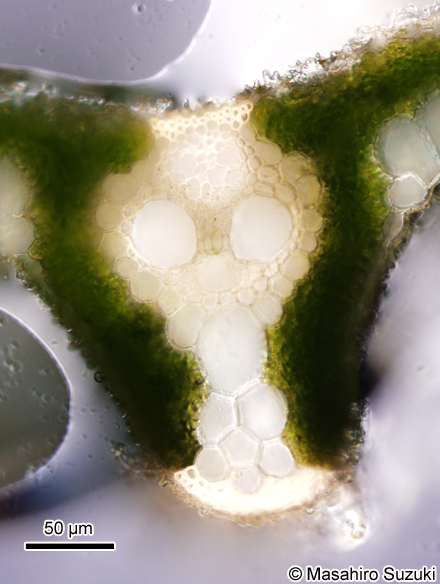 イネの葉の維管束