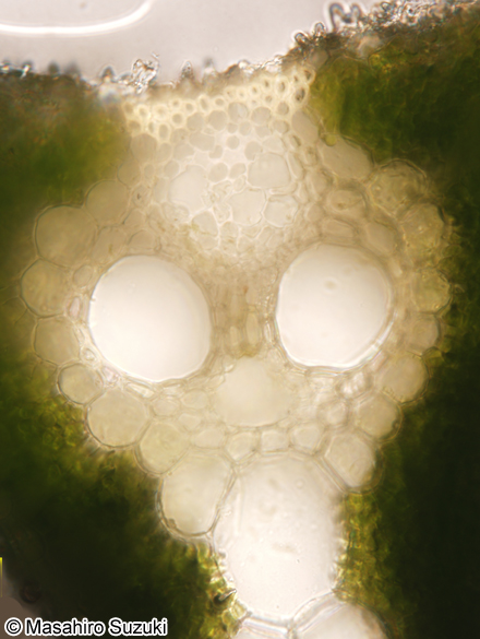 イネの葉の維管束