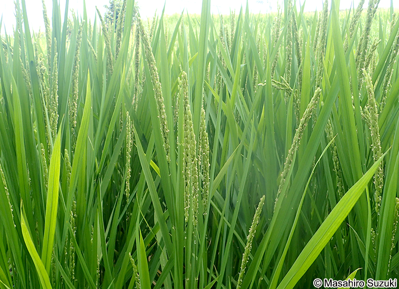 イネ Oryza sativa