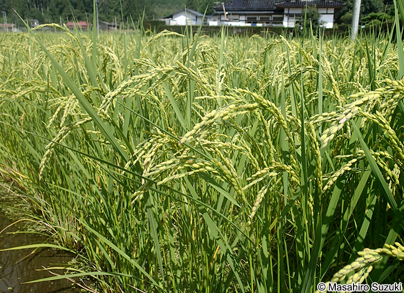 イネ Oryza sativa