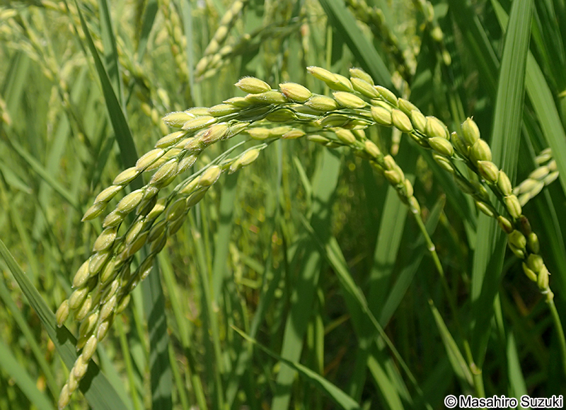 イネ Oryza sativa
