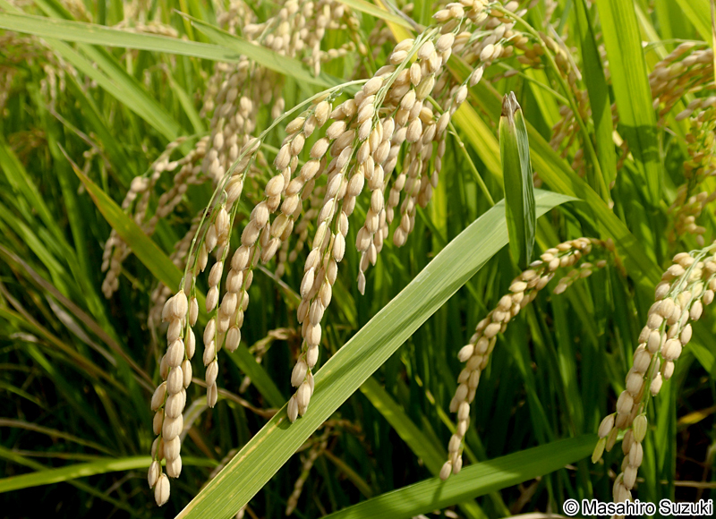 イネ Oryza sativa