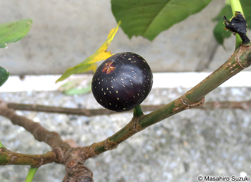 イヌビワの果実