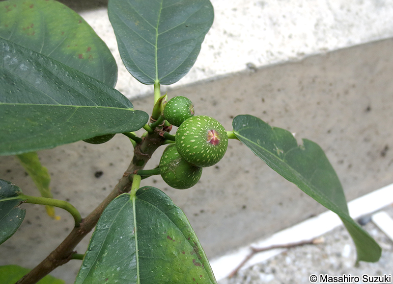 イヌビワ Ficus erecta