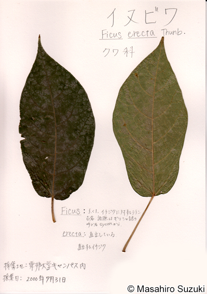 イヌビワの押し葉