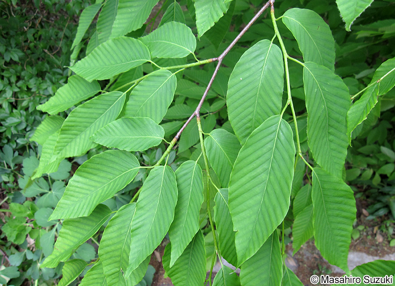 イヌブナ Fagus japonica