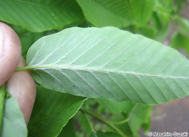イヌブナ Fagus japonica