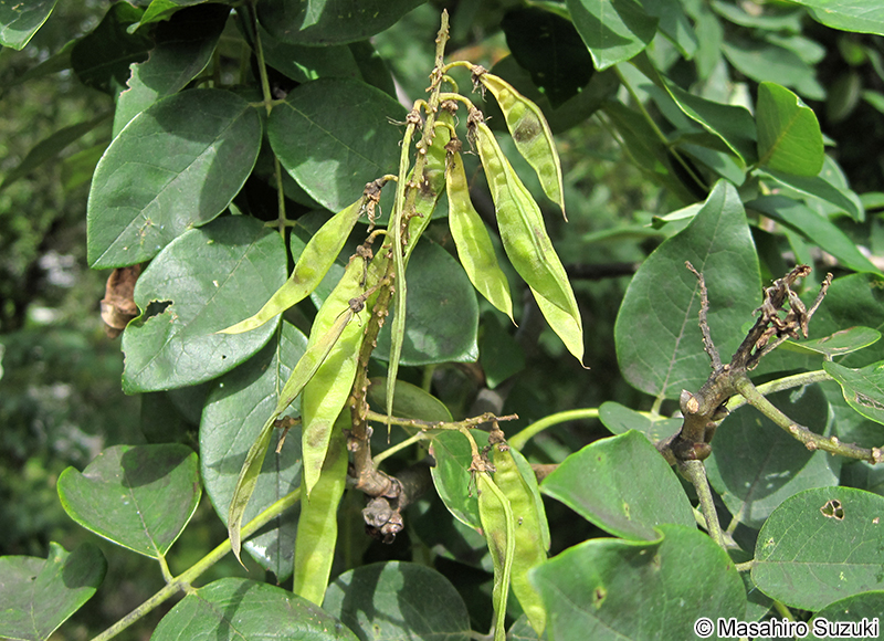 イヌエンジュ Maackia amurensis