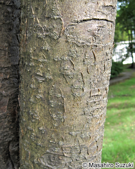 イヌエンジュ Maackia amurensis