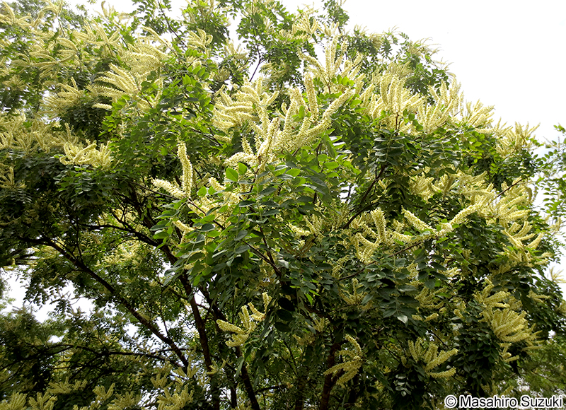 イヌエンジュ Maackia amurensis