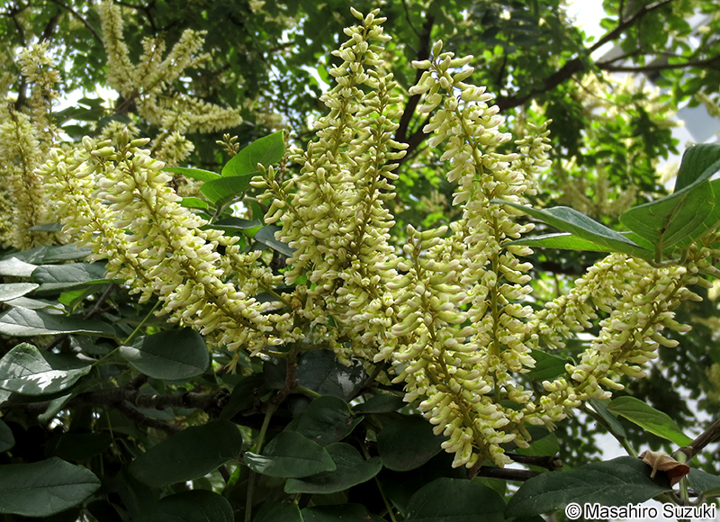 イヌエンジュ Maackia amurensis