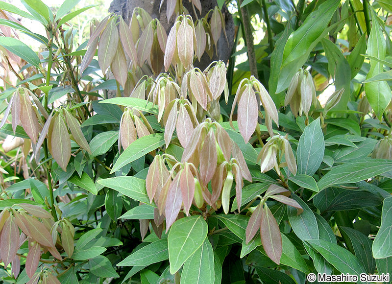 イヌガシ Neolitsea aciculata