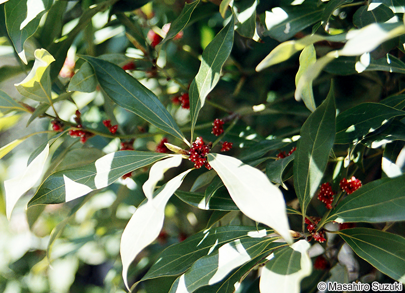 イヌガシ Neolitsea aciculata