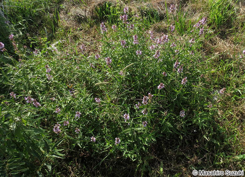 イヌゴマ Stachys aspera var. hispidula