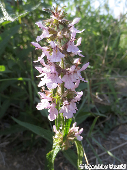 イヌゴマ Stachys aspera var. hispidula
