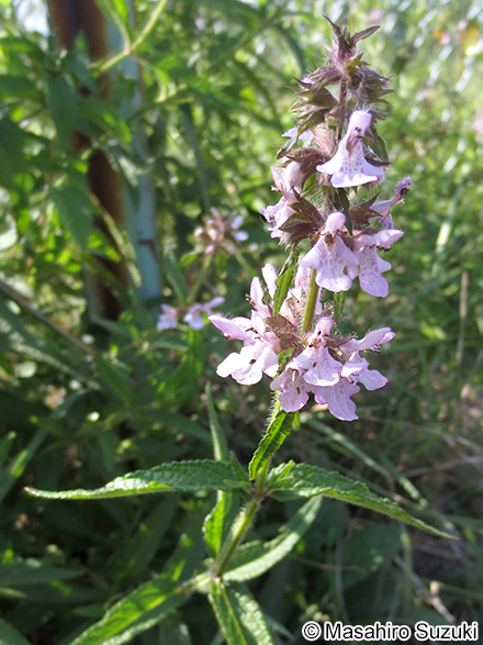 イヌゴマ Stachys aspera var. hispidula