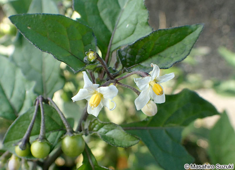 イヌホオズキの花