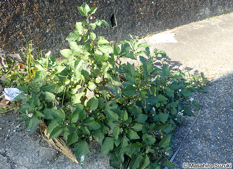 イヌホオズキ Solanum nigrum