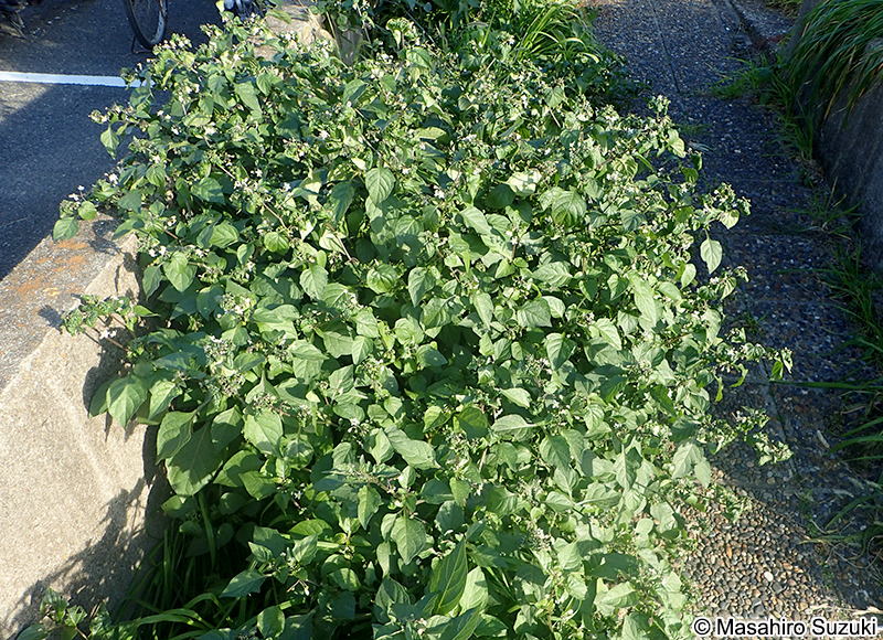 イヌホオズキ Solanum nigrum