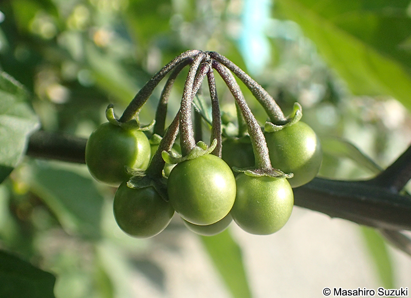 イヌホオズキの果実