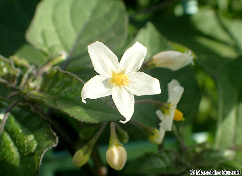 イヌホオズキの花