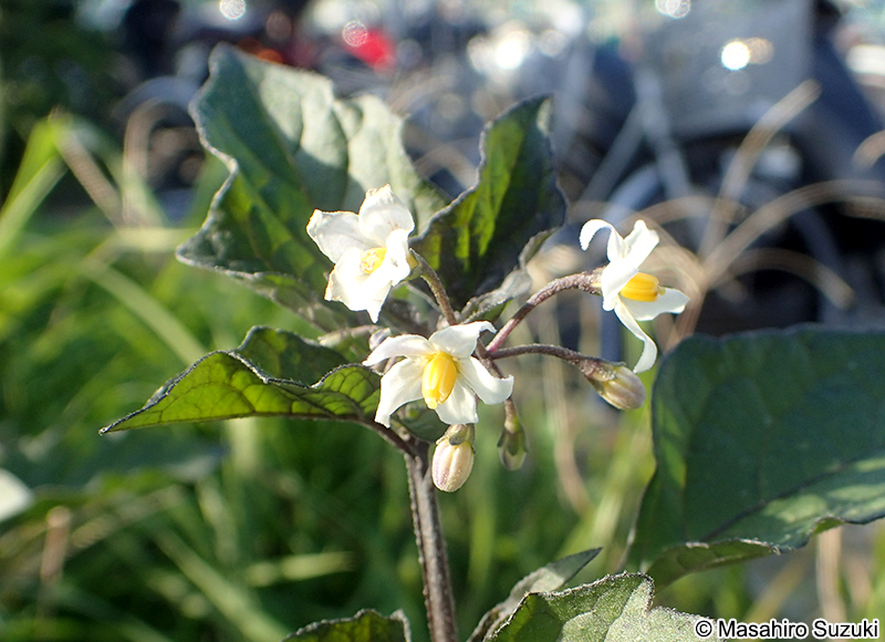 イヌホオズキ Solanum nigrum