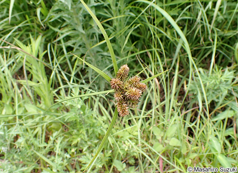 イヌクグ Cyperus cyperoides