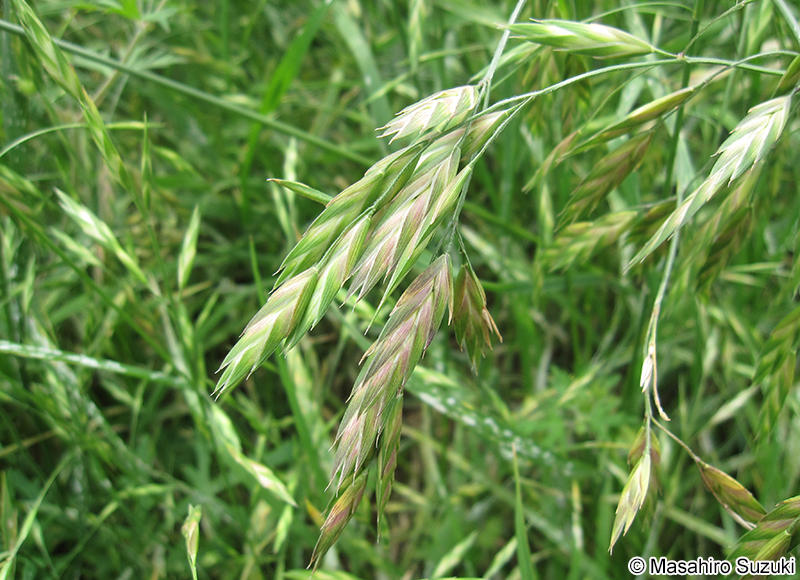 イヌムギ Bromus catharticus