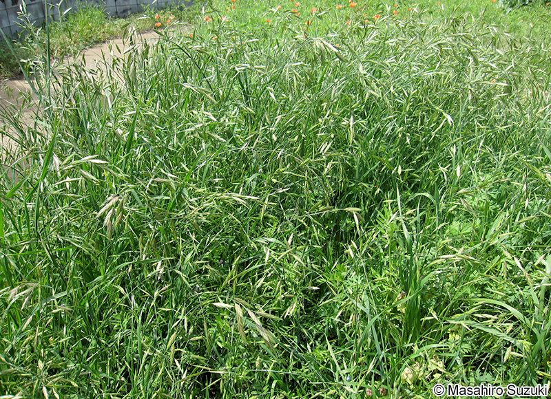 イヌムギ Bromus catharticus
