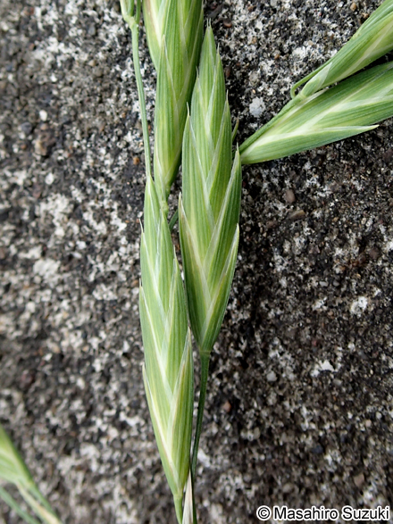 イヌムギ Bromus catharticus