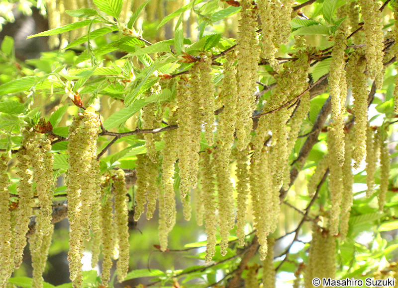 イヌシデの雄花序