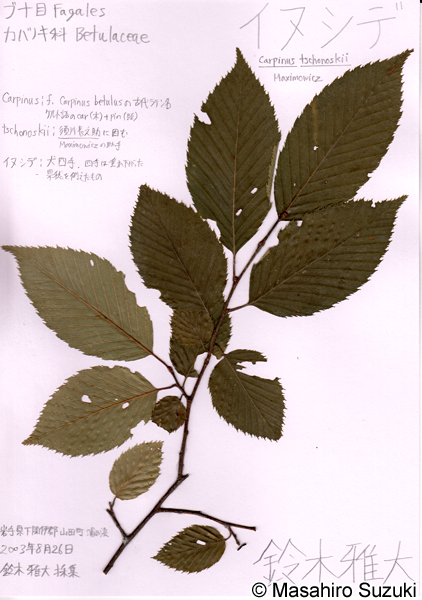 イヌシデの押し葉