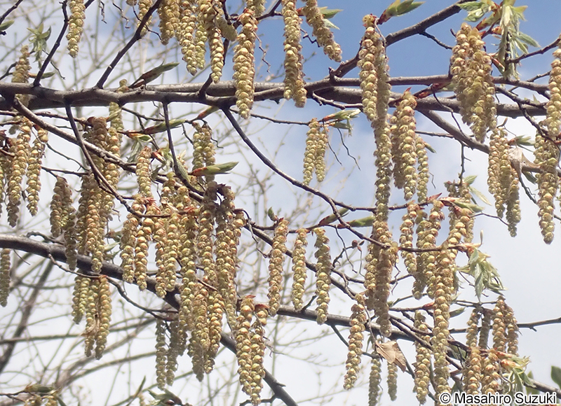 イヌシデ Carpinus tschonoskii