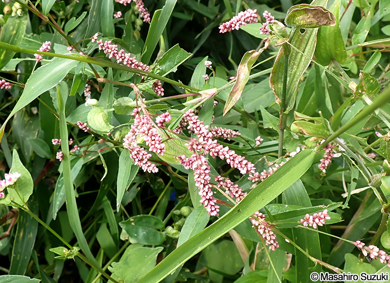 イヌタデ Persicaria longiseta