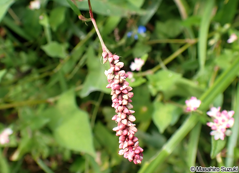 イヌタデ Persicaria longiseta