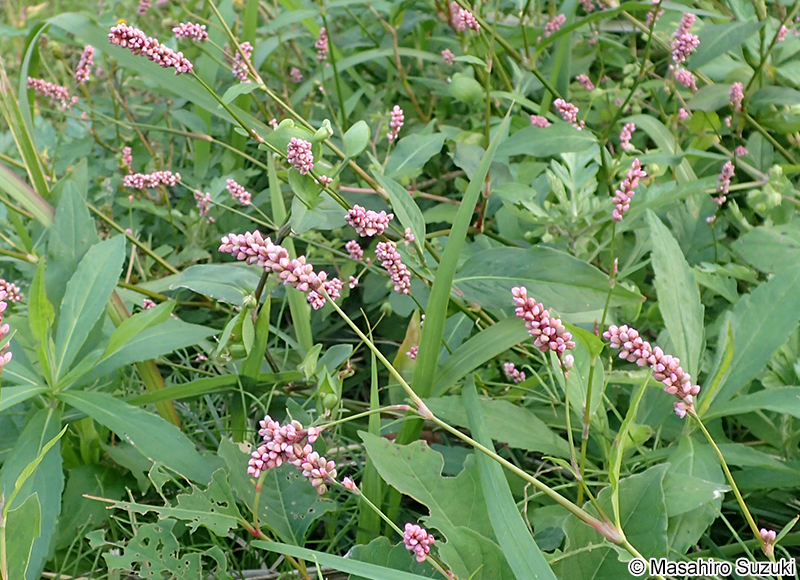 イヌタデ Persicaria longiseta