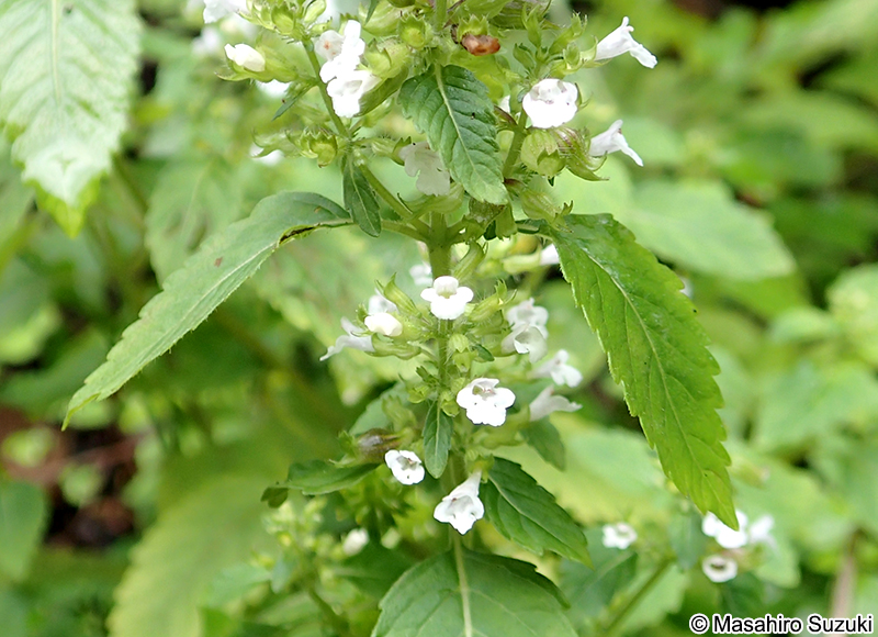 イヌトウバナ Clinopodium micranthum